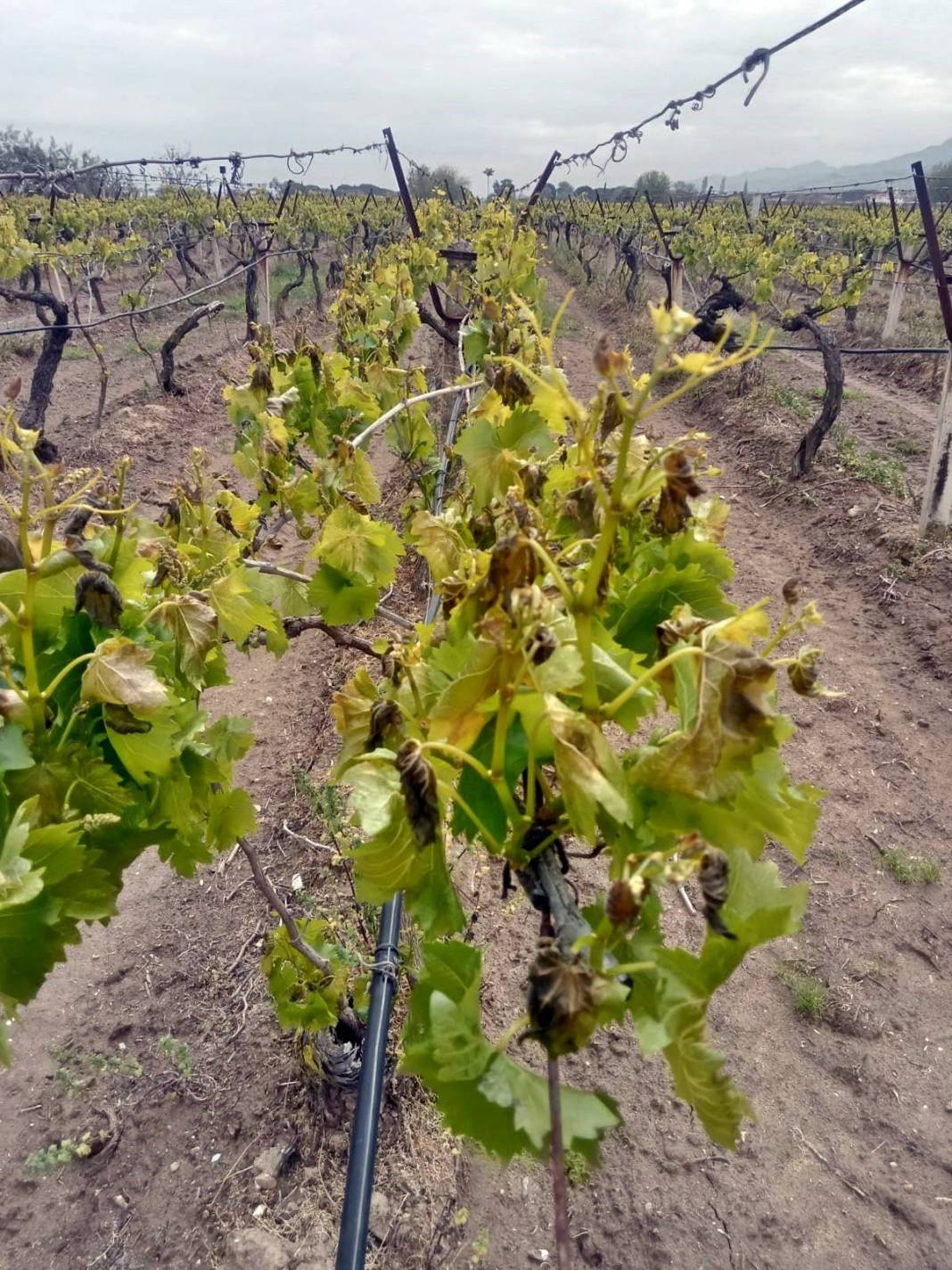 Tarımda tarihin en büyük felaketi yaşanıyor! Meyve, sebze fiyatlarında rekor artış yaşanacak 17